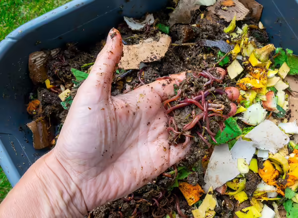 worms with compost bin