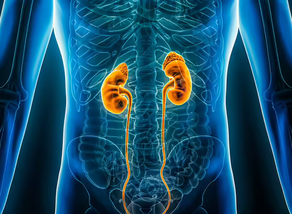 Anterior or front xray view of the kidneys and the ureter 3D rendering illustration with male body contours. Human anatomy, medical, biology, science, healthcare concepts.