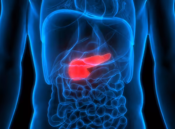 3D Illustration of Human Body Organs Anatomy (Pancreas)