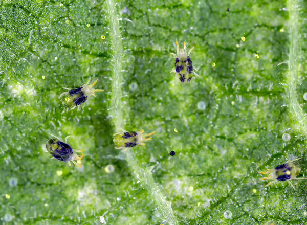 two-spotted spider mites