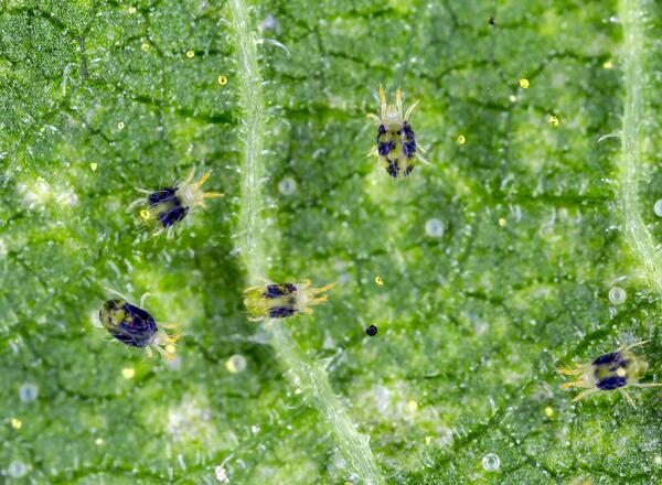 two-spotted spider mites