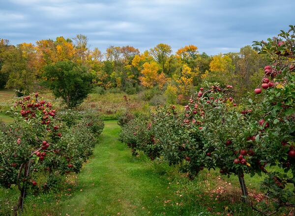 Apple orchard in autumnal equinox. Rows of fruit trees golden colored fall trees.