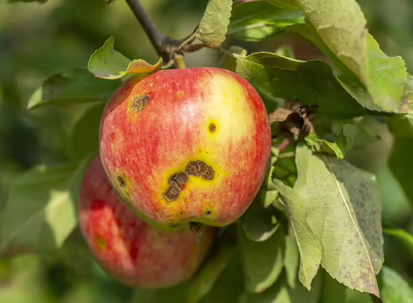 apple scab