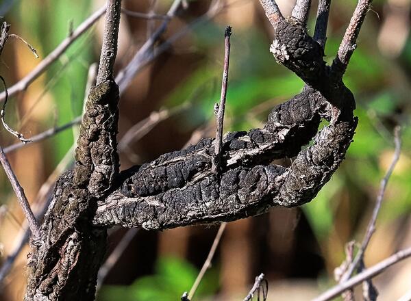 Closeup of Black Knot covering a branch.