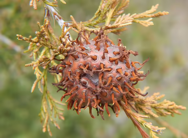 cedar apple rust