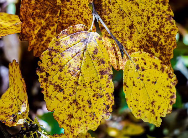 Cherry Leaf Spot or Yellow Leaf
