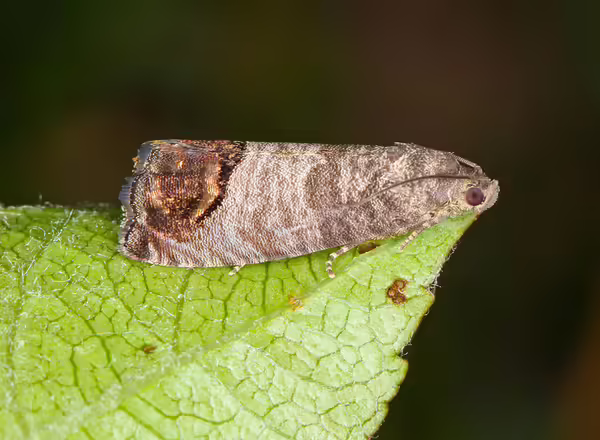 Codling Moth