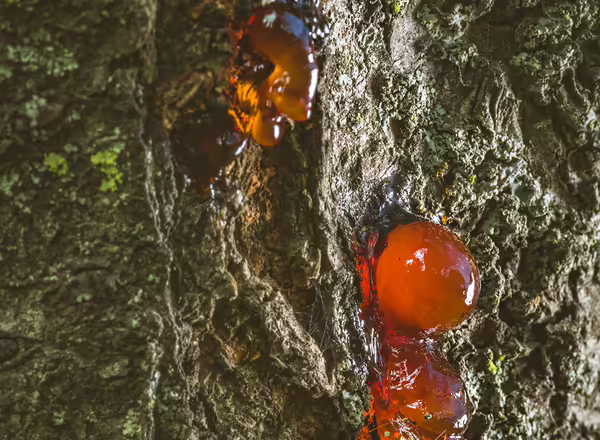 Resin substance comes out of Cytospora Canker on plum tree. It is a fungal disease attacks on the bark of trees in orchard if not treated can spread to other trees.