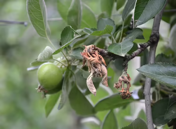 fire blight on apple tree