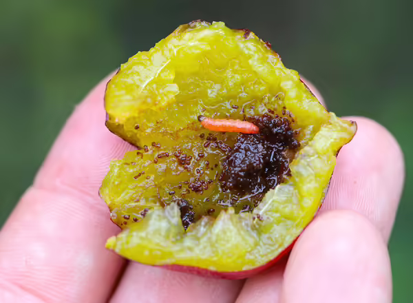 Oriental Fruit Moth