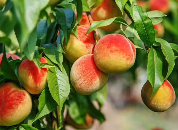 peaches on tree
