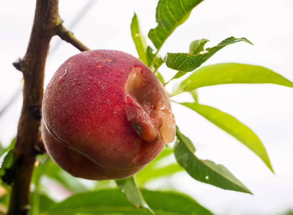 peach brown rot