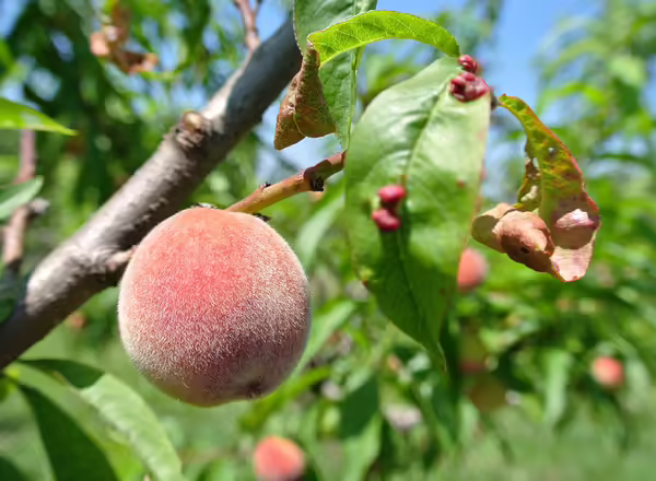 Peach Leaf Curl