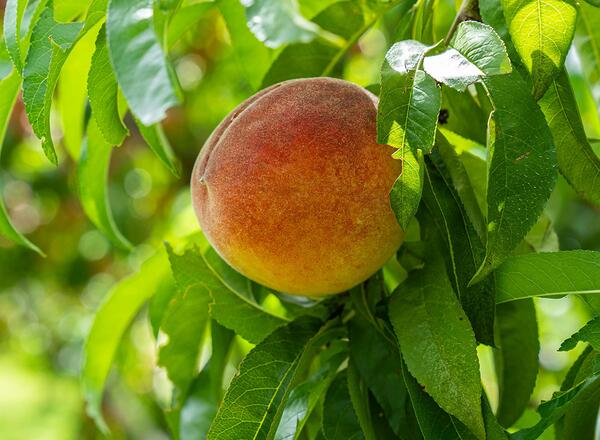 peach on tree