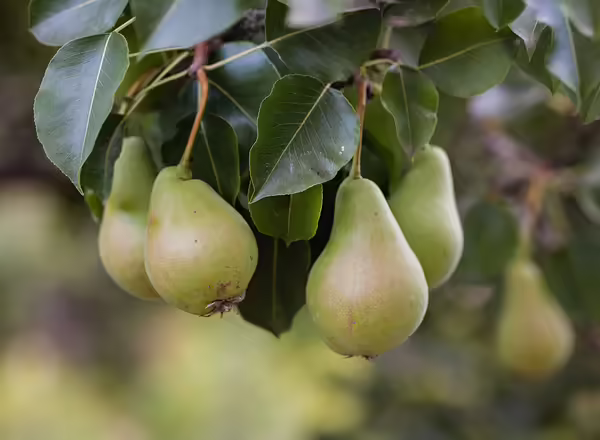 pears on tree