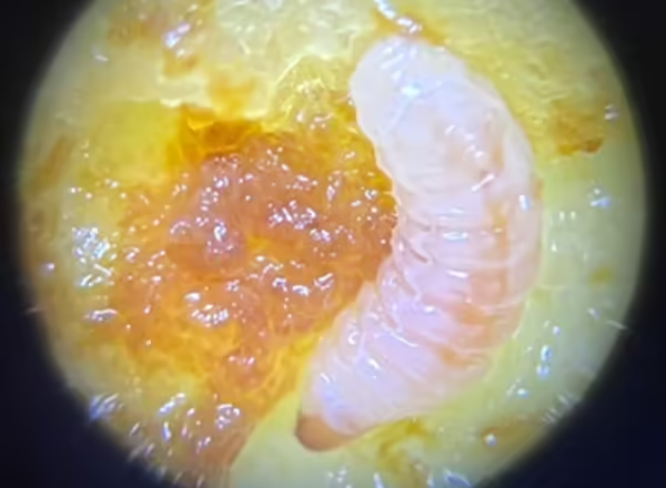Plum Curculio
