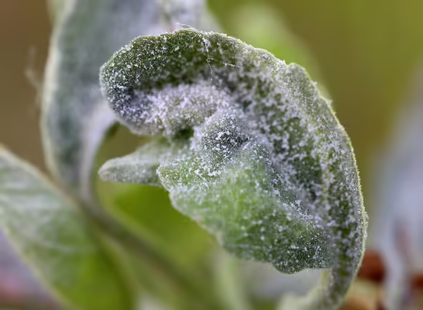 Primary infection of powdery mildew on apple leaf and tree
