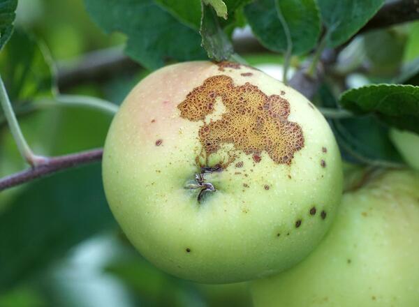 scales disease on apple tree