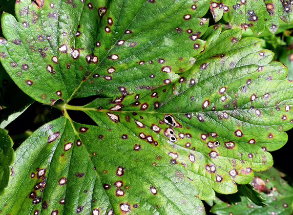 apple blotch