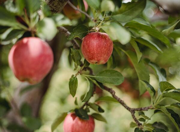 apples on fruit tree