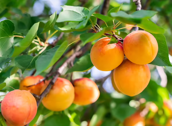 A bunch of ripe apricots branch in sunlight