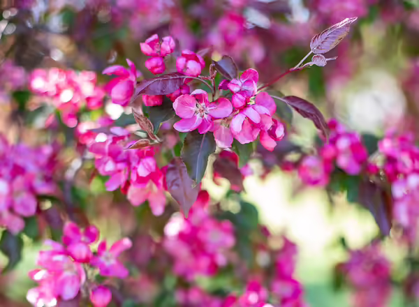 blossoms on apple tree