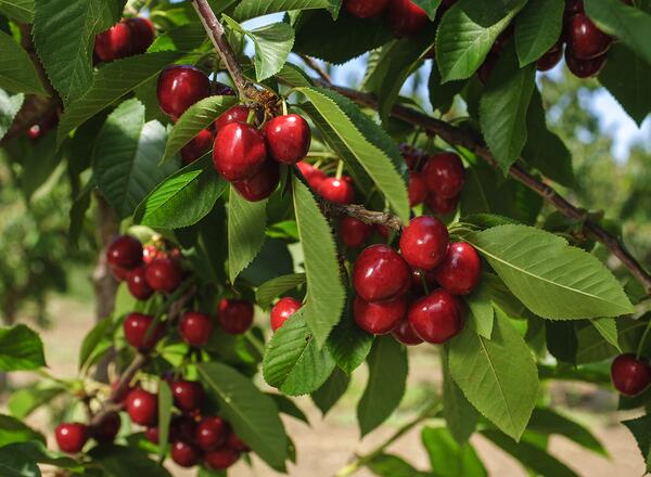 Close-up of ripening bing cherries (Prunus avium) on fruit tree. Tree and fruit are weighed down by the number of cherries on tree.