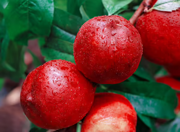Nectarine harvest fills the branches .