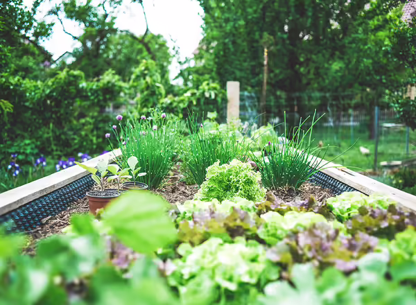 A plain and simple garden