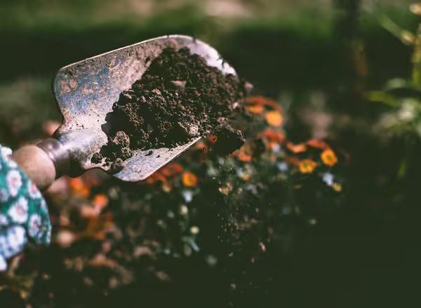 A hand using a trowel to dig
