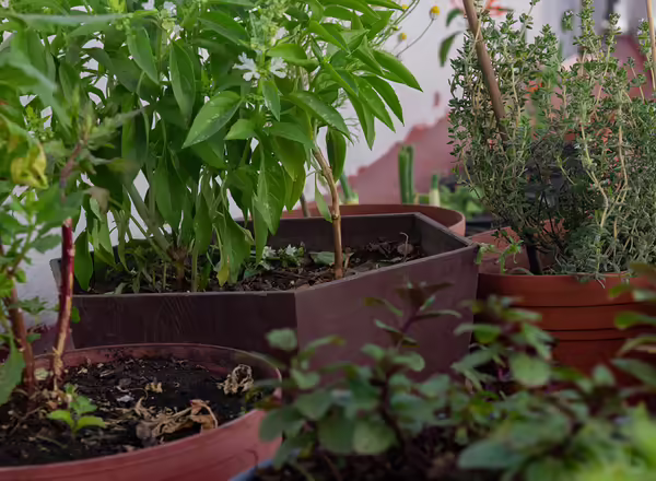 A group of very healthy plants