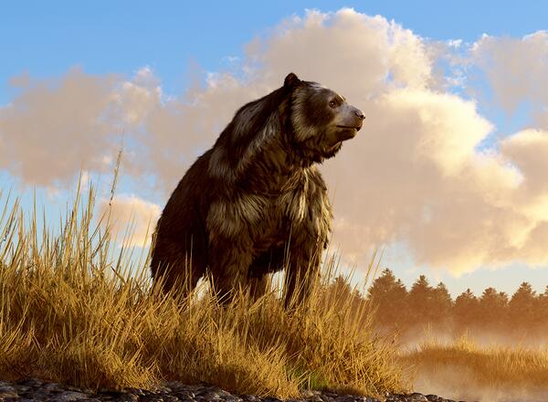 An unusual looking bear, the now extinct short faced bear, an animal of the last ice age, sits in the deep grass on the rocky shore of a prehistoric North American wetland. 3D Rendering.