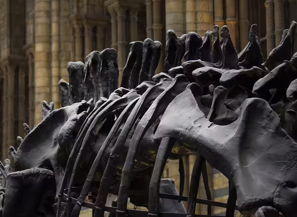 dinosaur bones