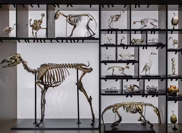 animal bones