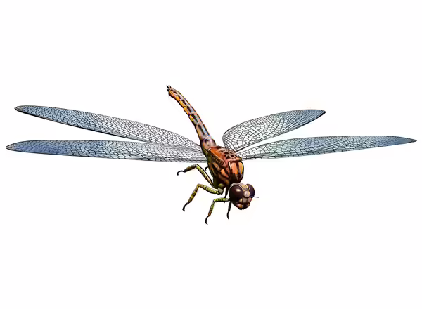 Prehistoric Meganeura