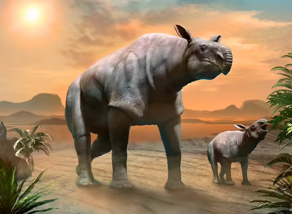 Drawing of 2 prehistoric paraceratherium indricotherim transouralicim