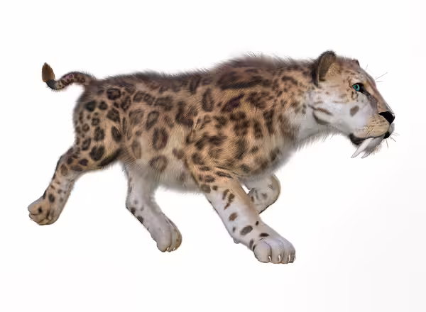 sabertooth tiger drawing