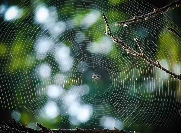spider web on tree branch