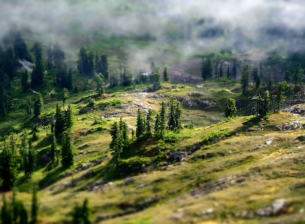 barren earth with some trees and fog