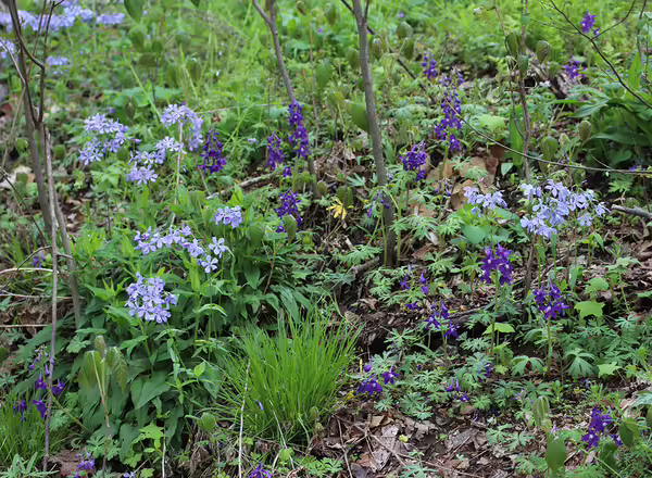 wildflowers in southern illinois