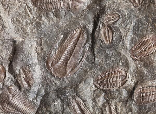 Fossils of trilobites