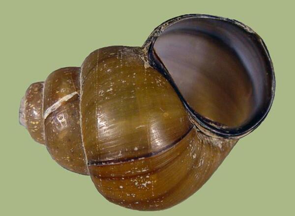 A shell of a snail