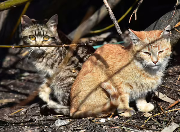 A pair of feral cats