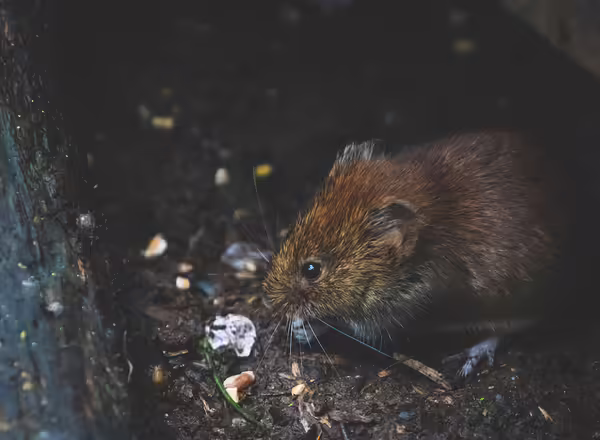 A large brown rat