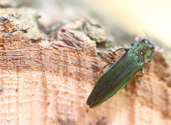 A close up of a small green bug