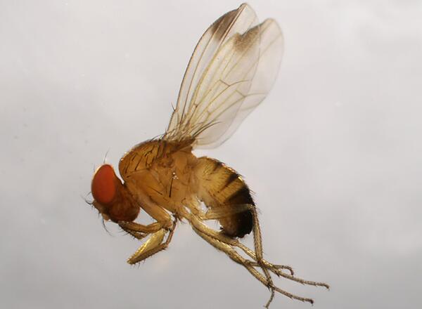 A close up of Spotted wing drosophila