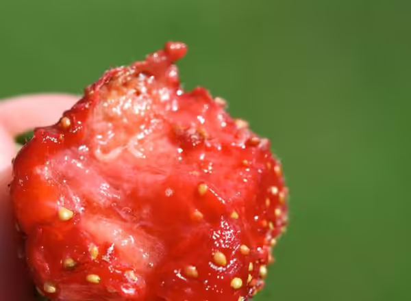 A close up of a fruit with maggots