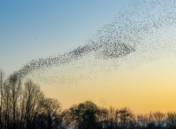 A sunset with many birds