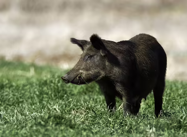 A large wild swine