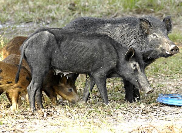 A group of wild pigs